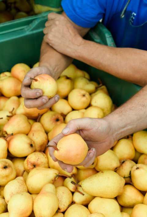William Pears dsc1989_c_hannesrohrer_web.jpg